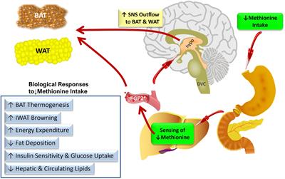 Nutritional Regulation of Hepatic FGF21 by Dietary Restriction of Methionine